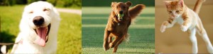 Animali Felici