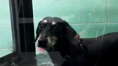 Ernia del disco cane bassotto: riabilitazione veterinaria