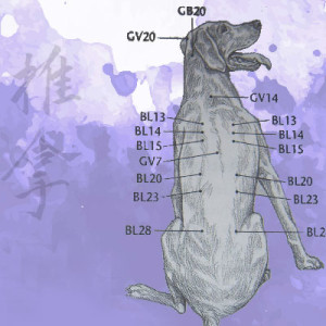 Medicina cinese cani