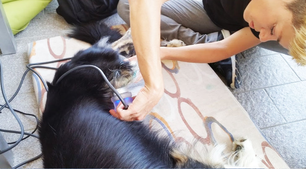 Lussazione anca cane: fisioterapia veterinaria