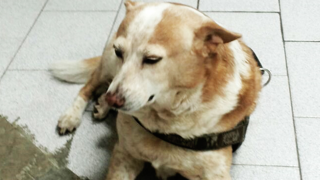 Cushing nel cane Titty