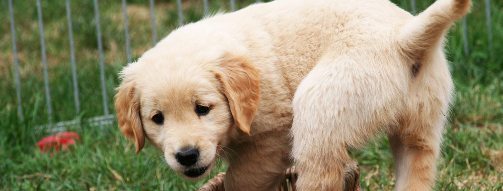 Displasia dell'anca del cane cucciolo