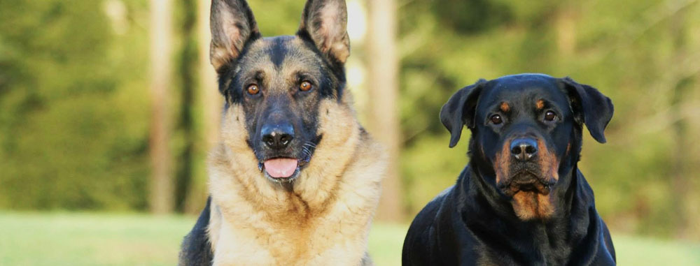 Displasia dell'anca del cane adulto