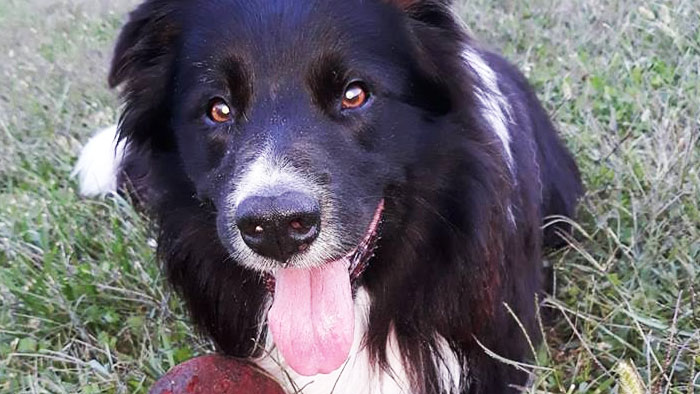 Tendinite del cane sportivo bordercollie