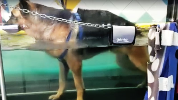 Tapis roulant in acqua per cani per curare ernia del cane