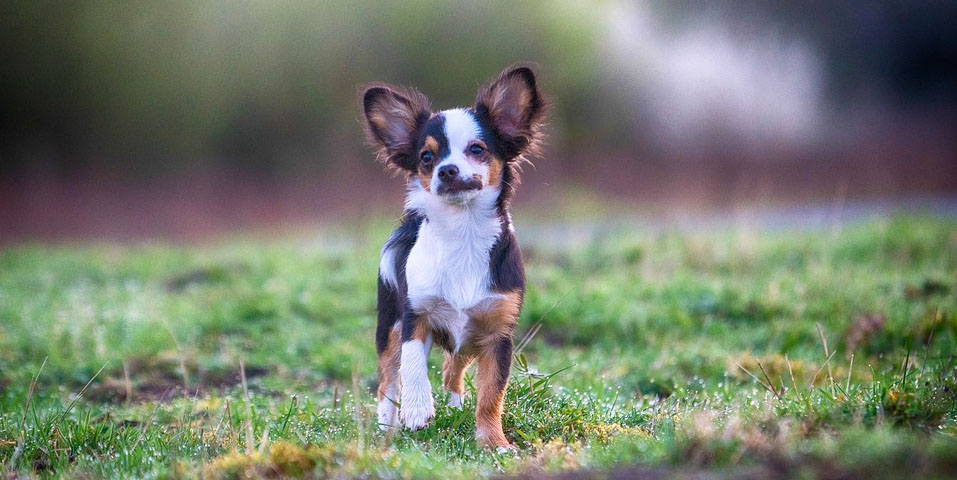 chihuahua zoppica: le cause