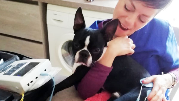 TERAPIA CANE CON LUSSAZIONE ROTULEA