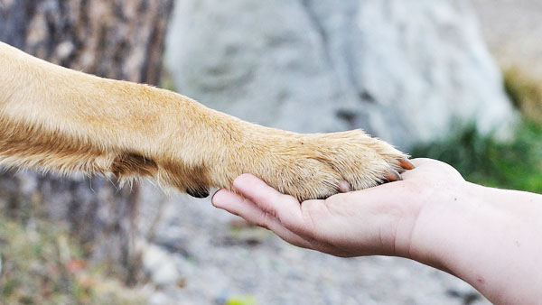 Cane con andatura tripode e guarigione