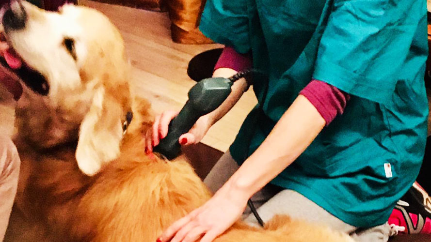 Fisioterapia veterinaria per il cane epilettico