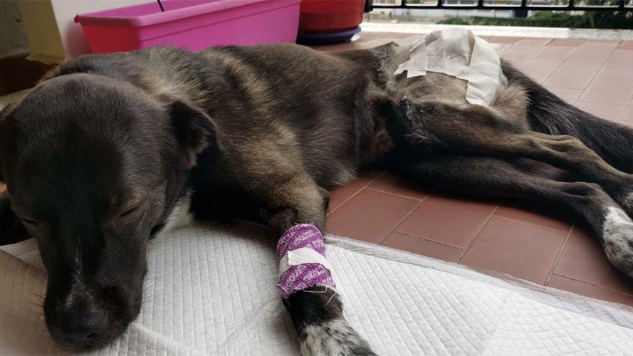 Lussazione dell'anca del cane