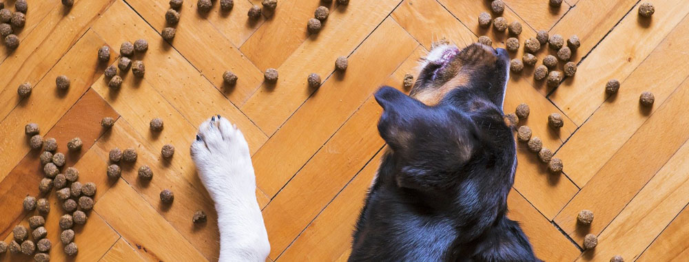 il cane disabile e la pappa