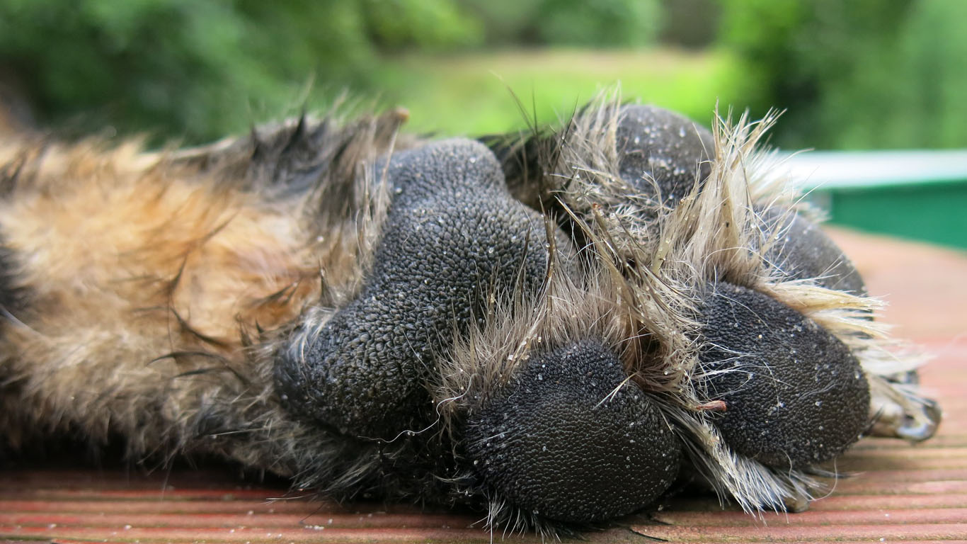 Artrosi del cane generalizzata