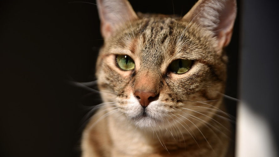 Fisioterapia del gatto Micia a casa