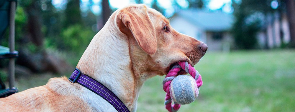 Passeggiata con il cane e gioco