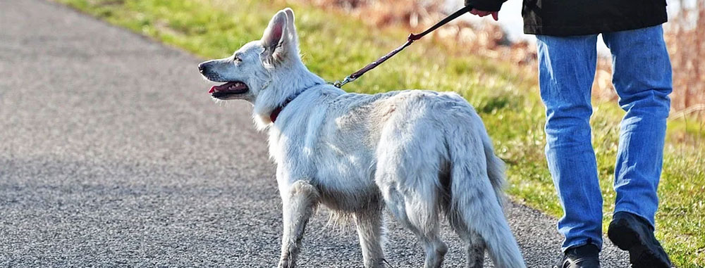 Passeggiata con il cane in zona rossa