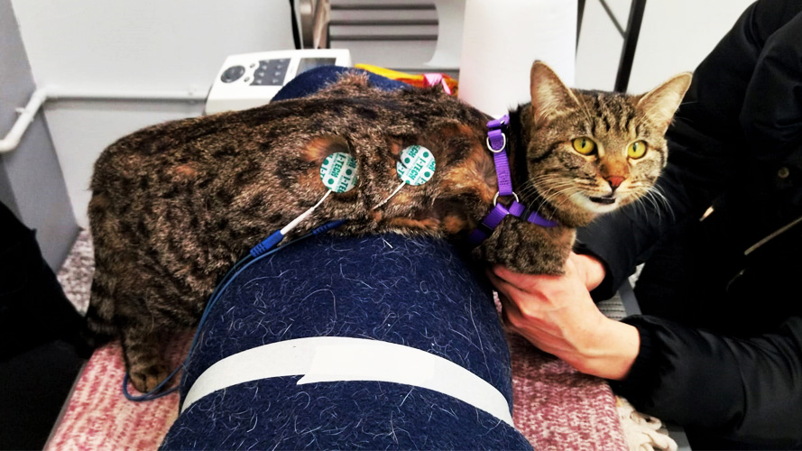 Fisioterapia per gatto con frattura del bacino