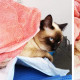 fisioterapia-per-gatti-torino