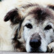 Cane anziano non cammina più
