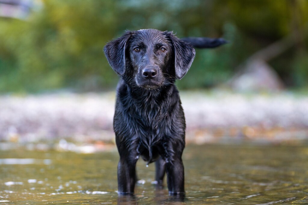 come far dimagrire il cane in acqua